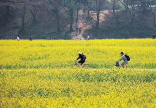 Two bicycle riders riding through a field of yellow rape flowers
