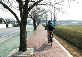 Child rider riding on a bike path next to a street tree