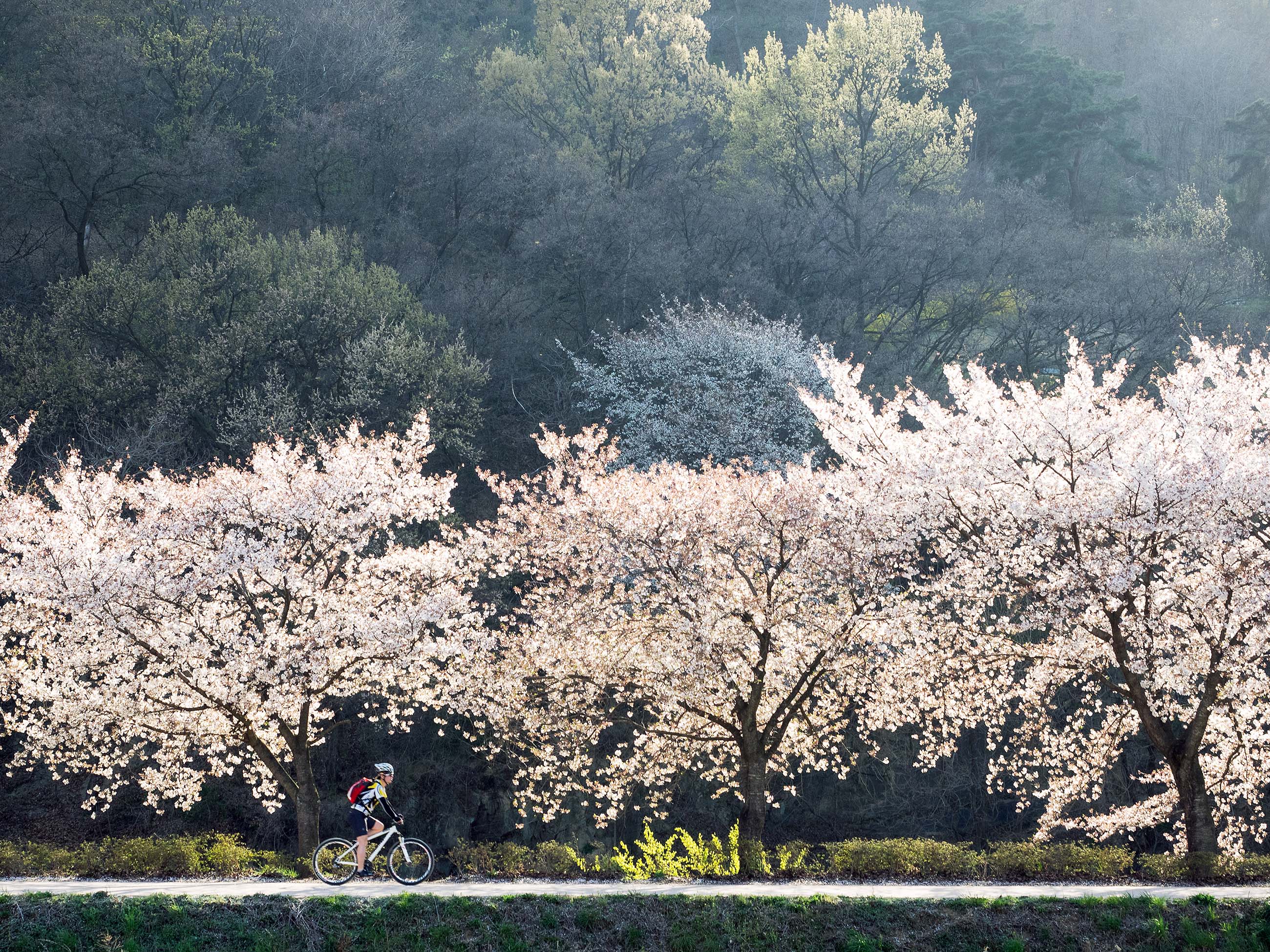 벚꽃나무 아래서