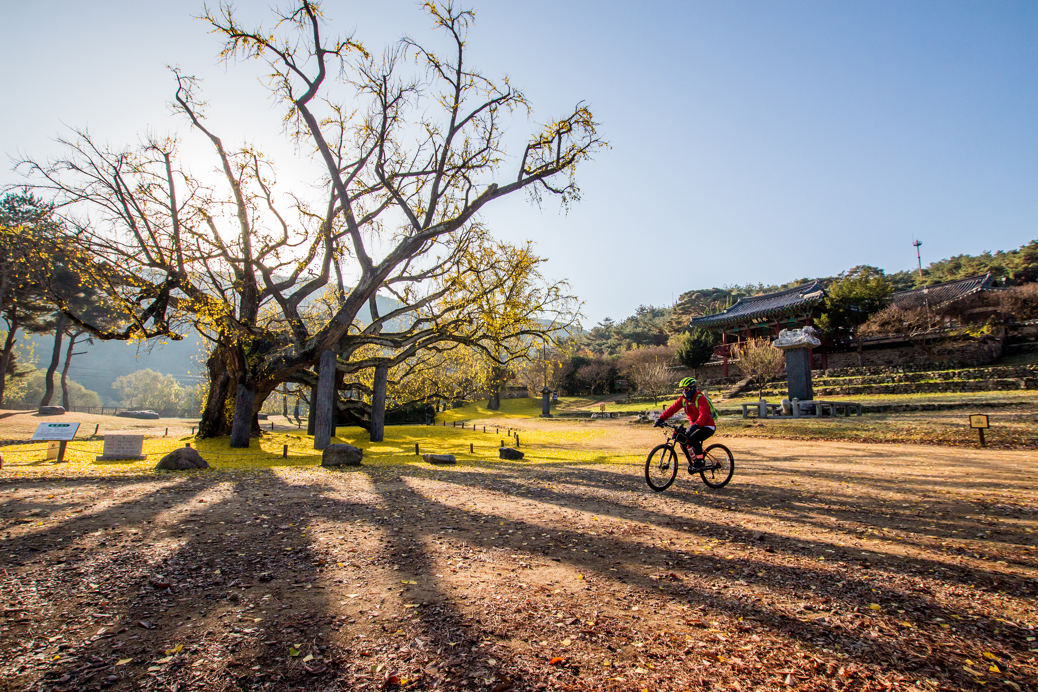 도동서원의 가을