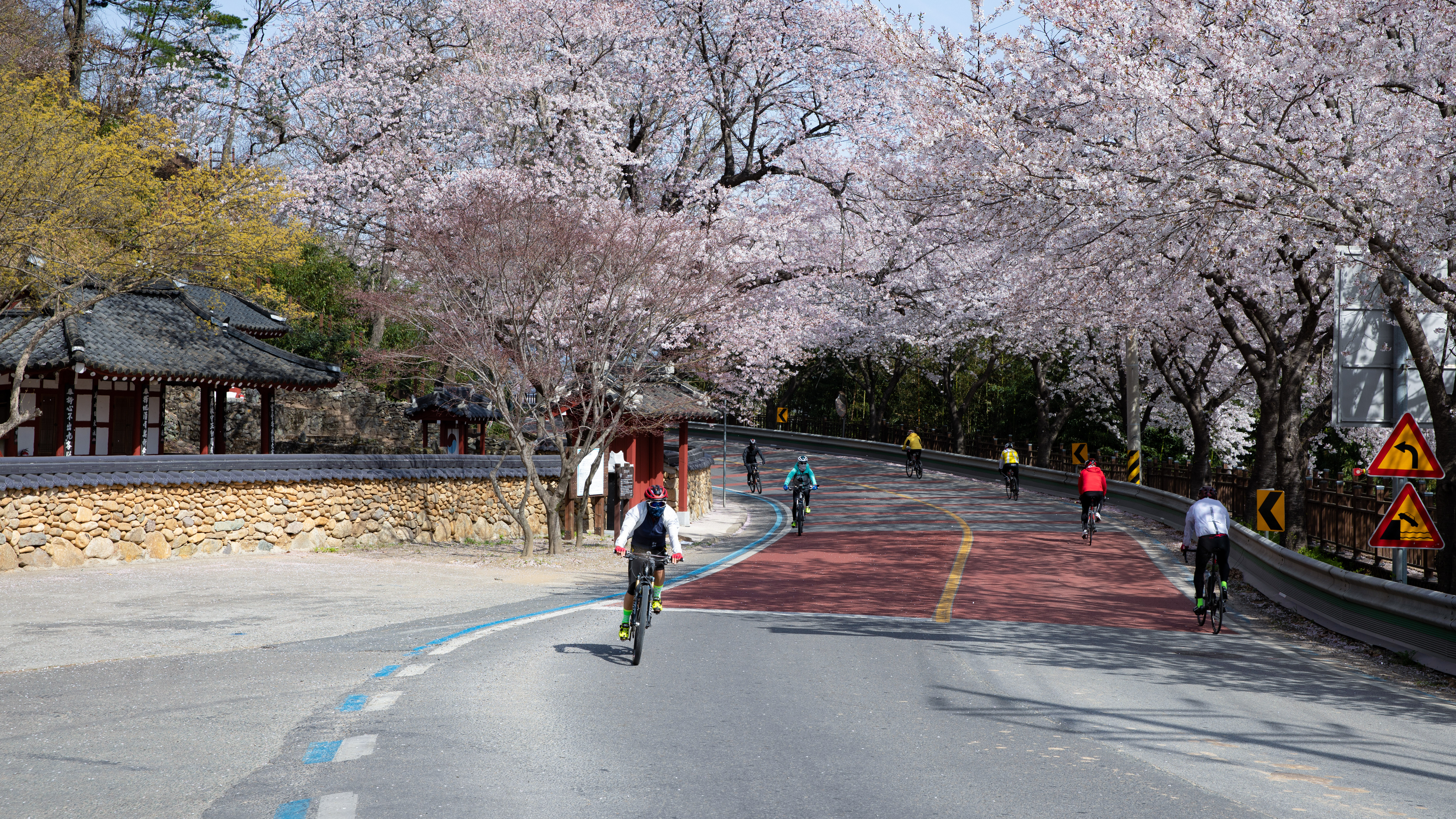벚꽃길을 달리는 행렬