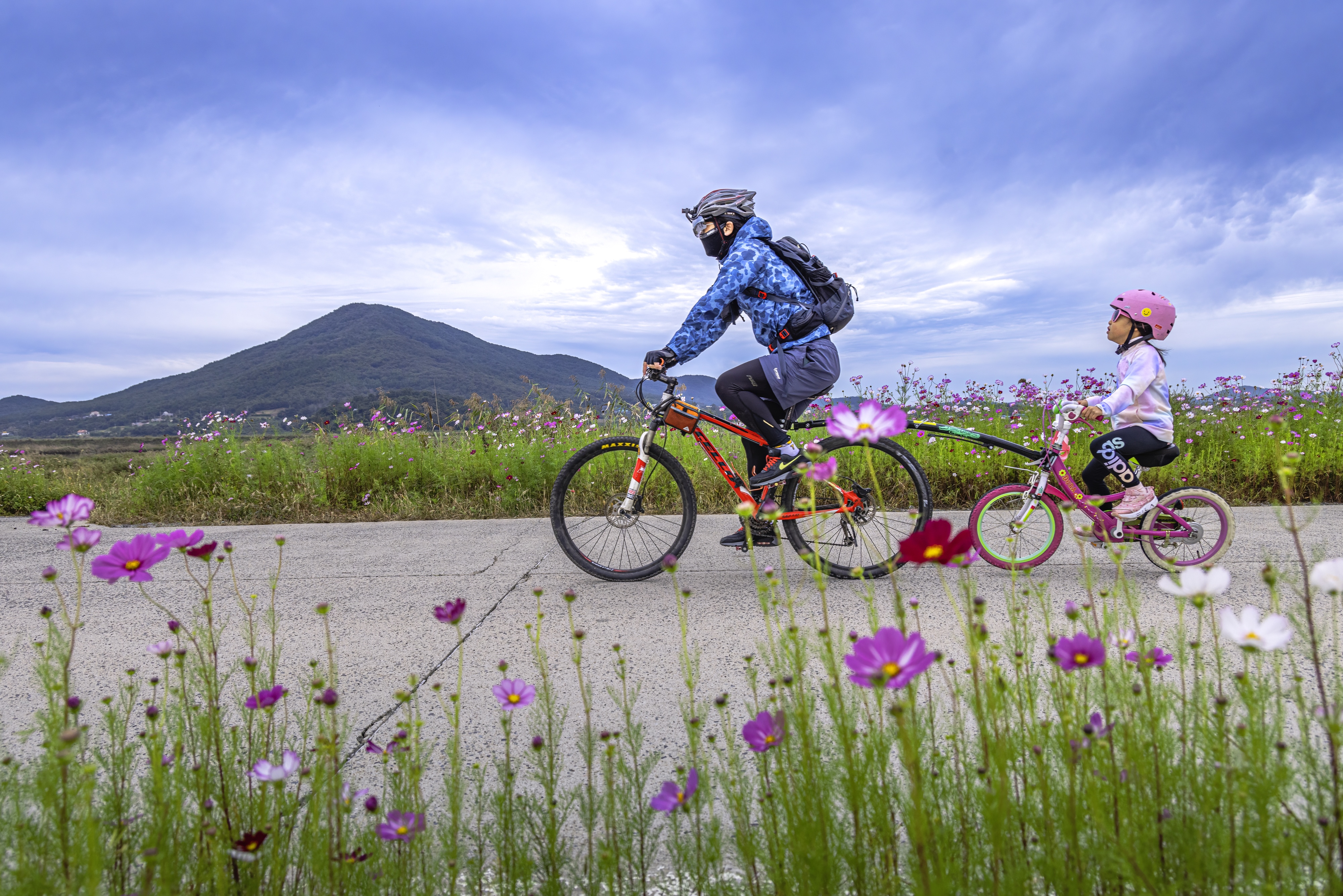 아빠랑 함께 하는 가을 코스모스길 라이딩은 즐거워요