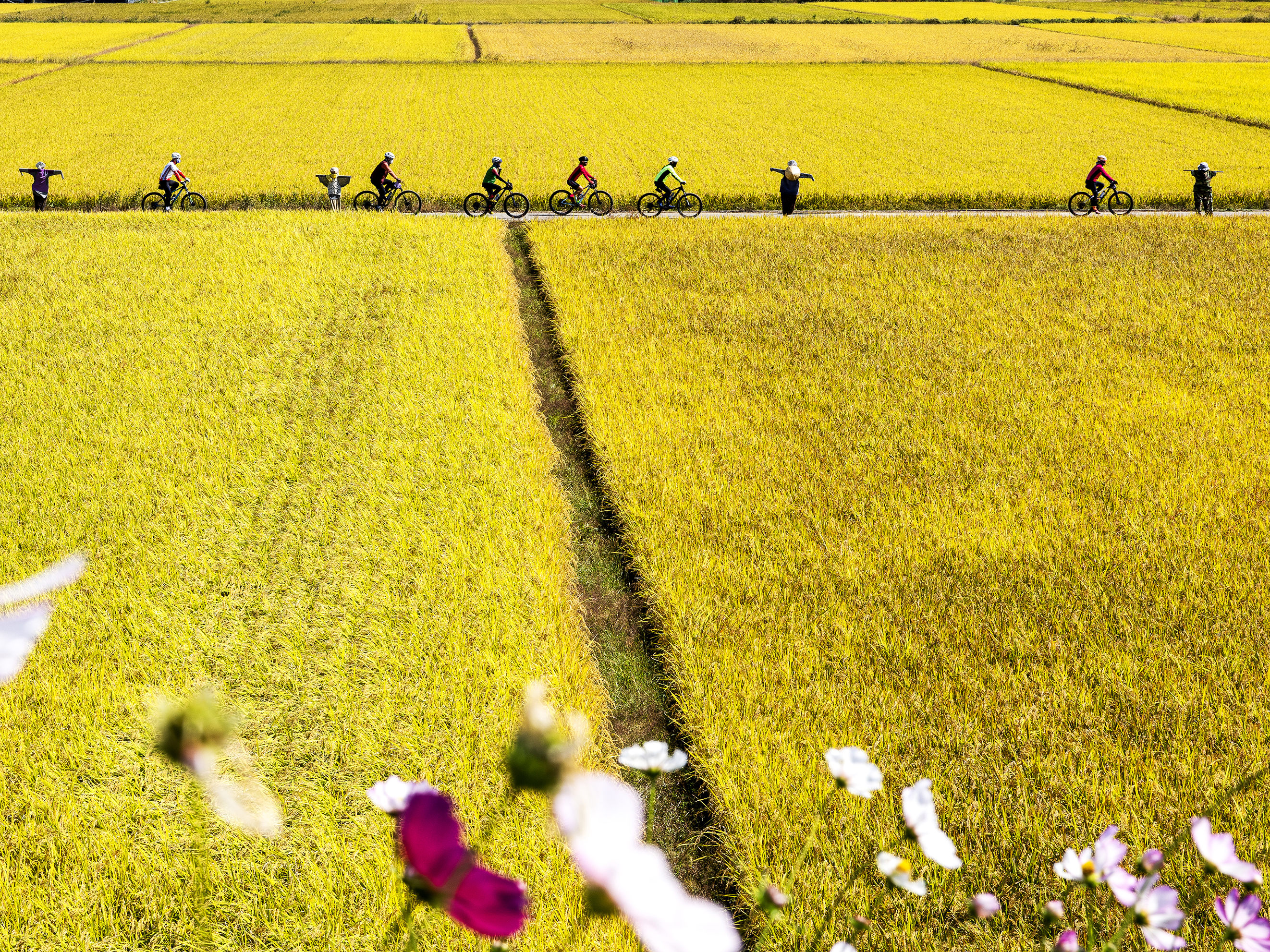 황금들녘 한바퀴